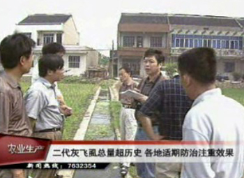 二代灰飛虱總量超歷史 各地狠抓適期防治